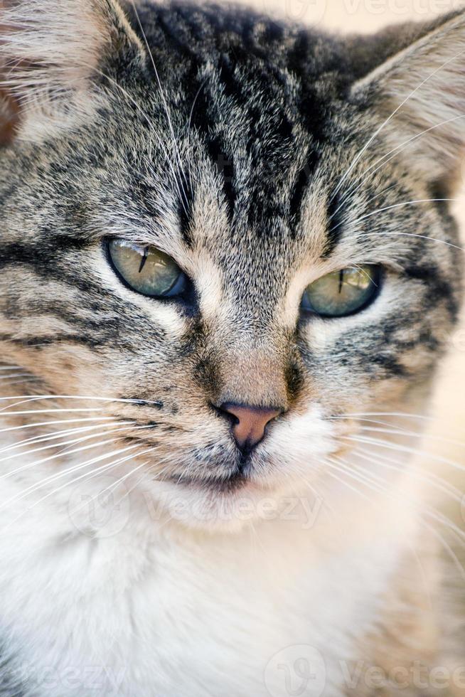 domestic cat closeup photo