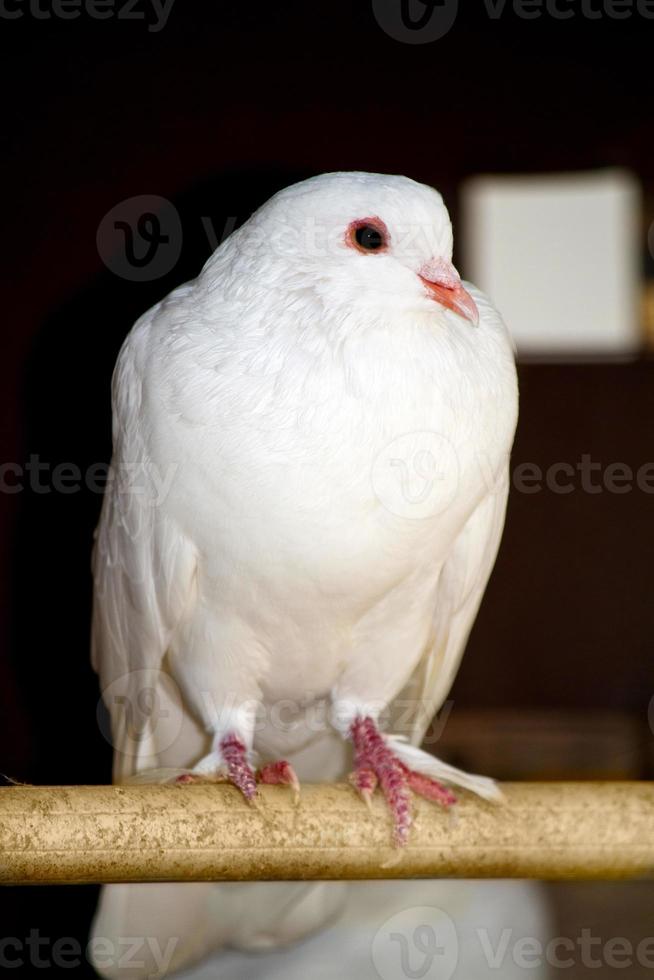 white pigeon closeup photo