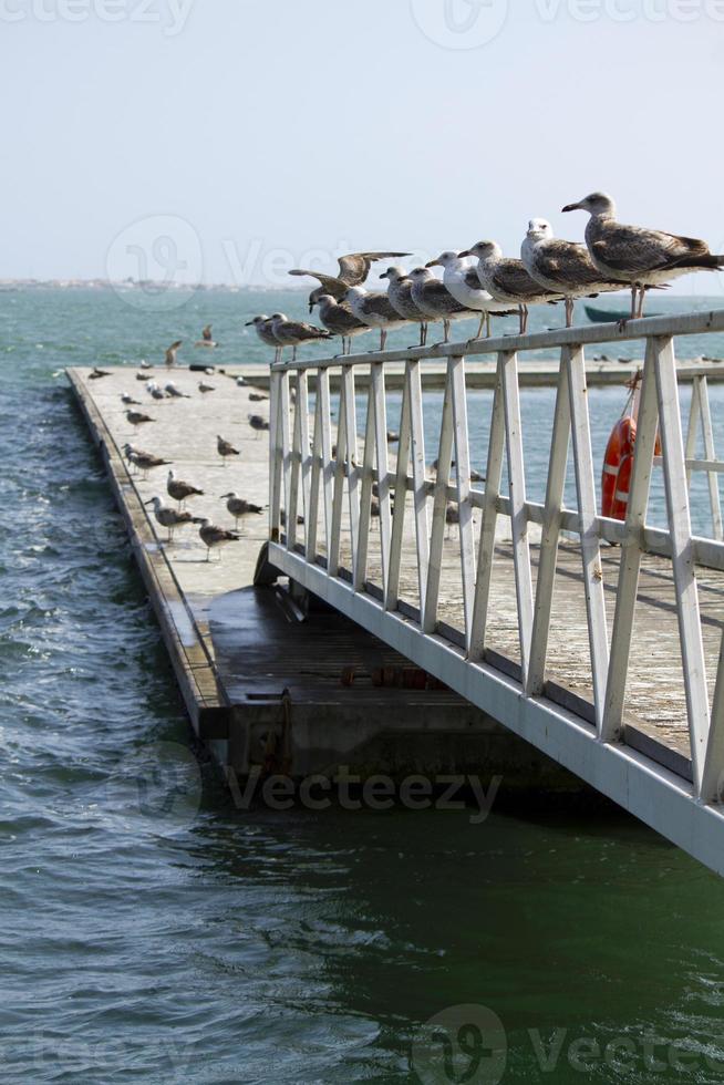 Group of seagulls on pier photo