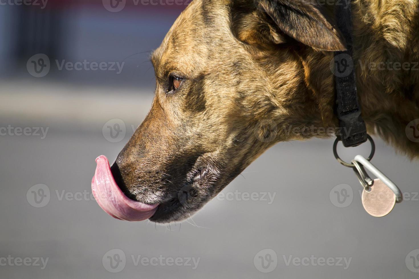 primer plano del perro doméstico foto