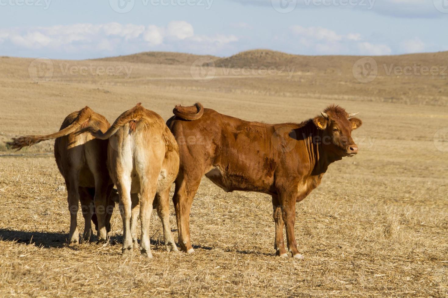 vacas marrones en tierras áridas foto