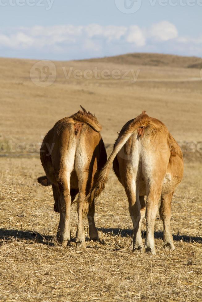 vacas marrones en tierras áridas foto