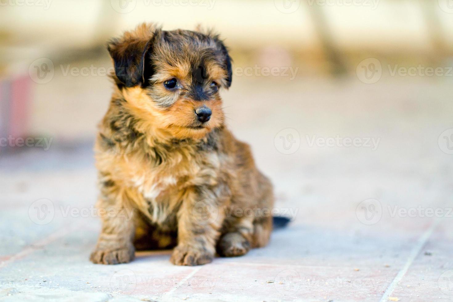 domestic dog closeup photo