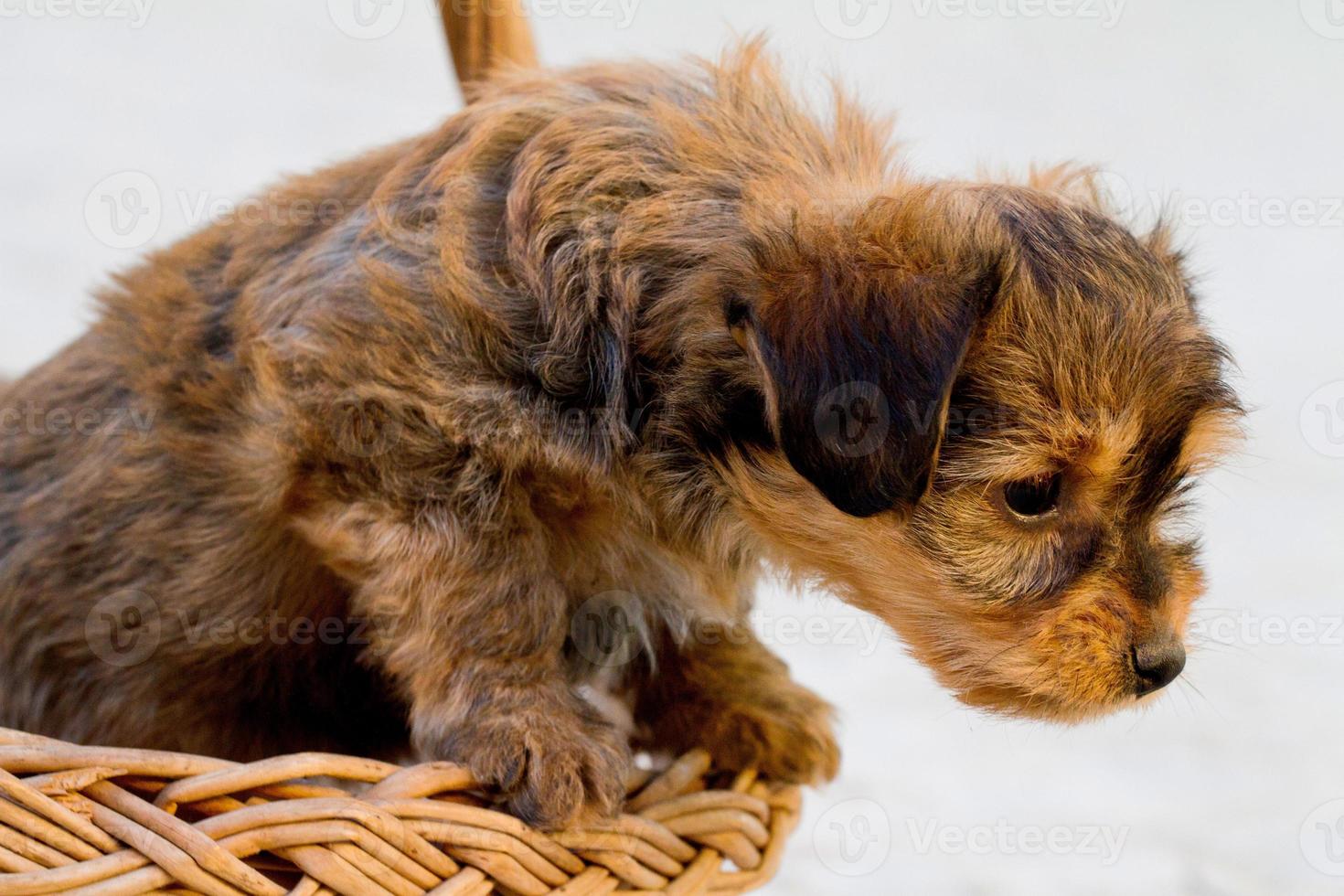 perro doméstico dentro de una canasta foto