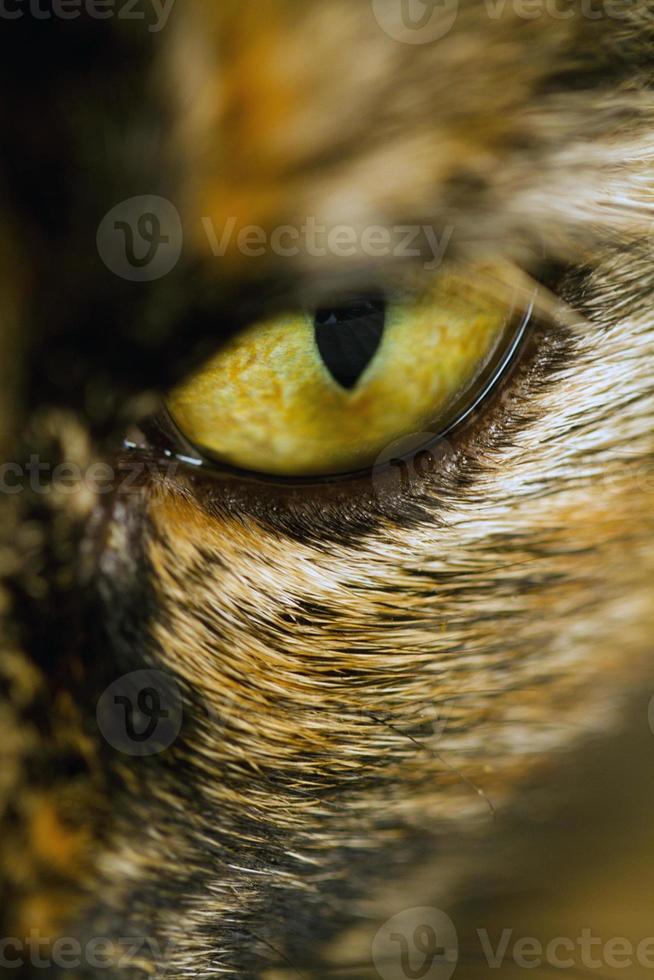 detail of cat's eye photo