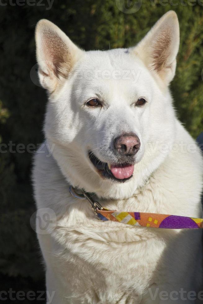 cute white dog photo