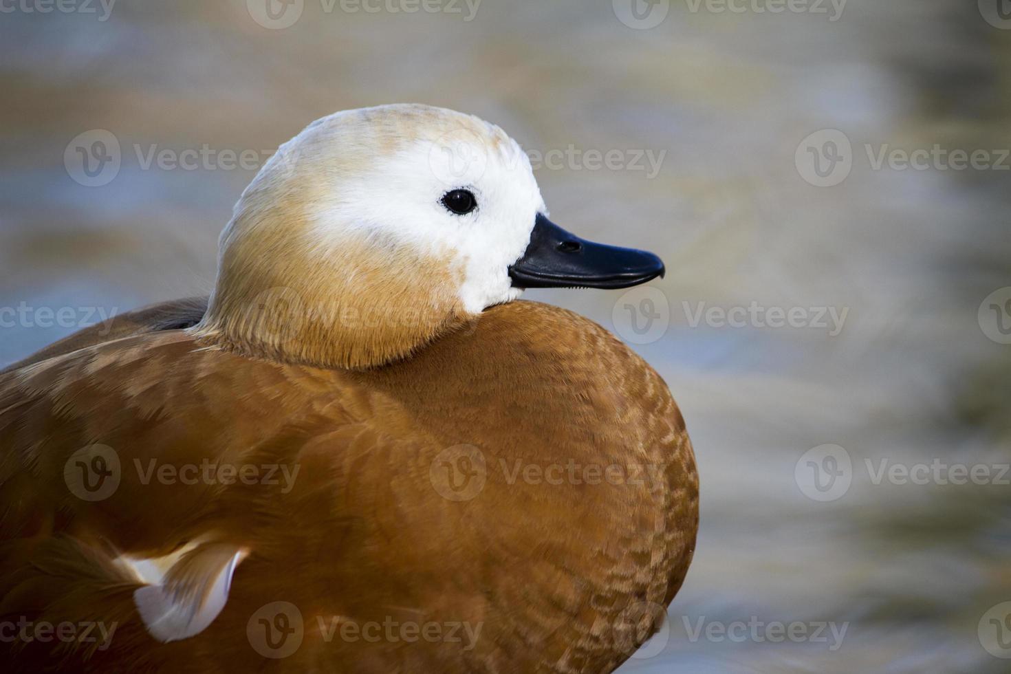 Ruddy Shelduck, Tadorna ferruginea, on a park photo