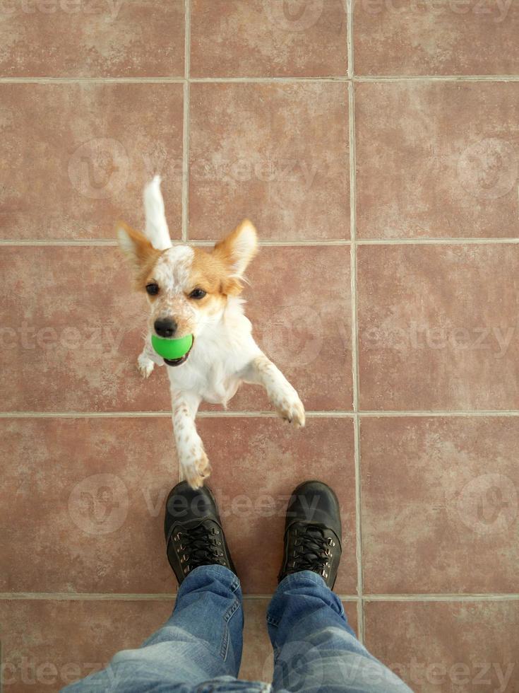 owner playing with dog photo