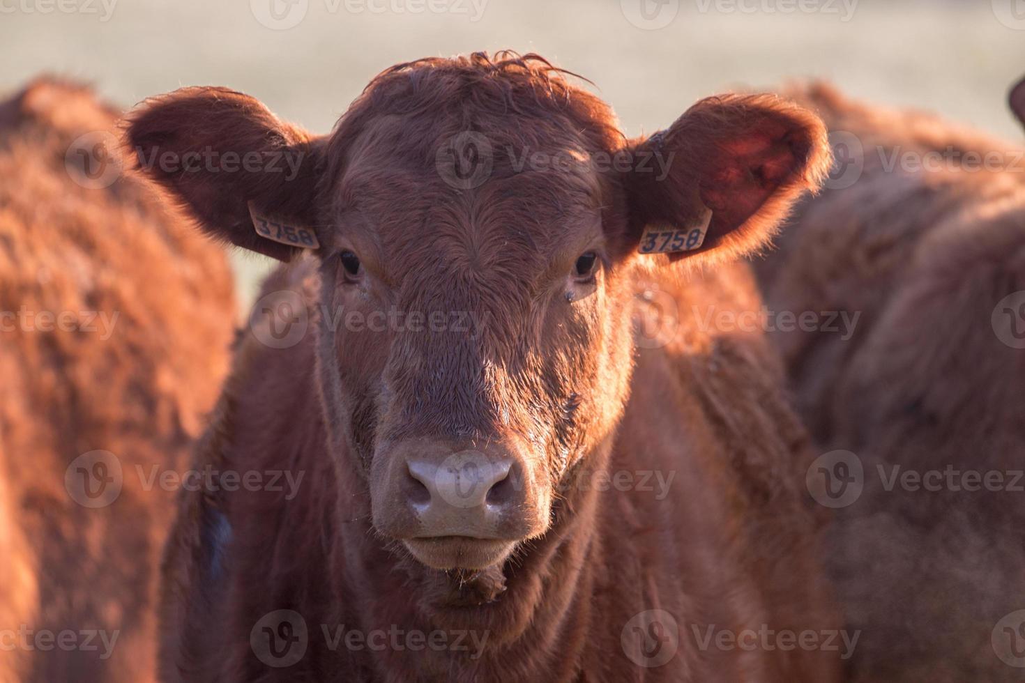 Bunch of brown cows photo