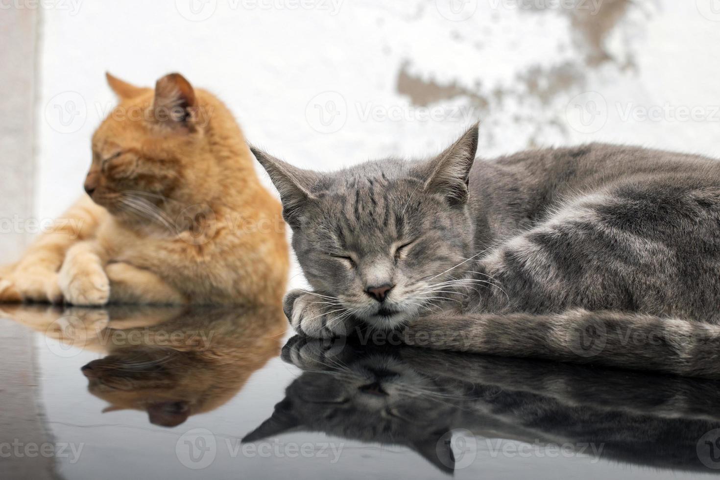 domestic cats on top of car photo