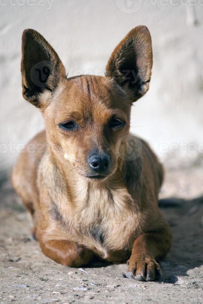 domestic dog closeup photo