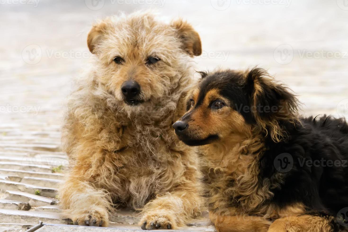 perros callejeros abandonados foto