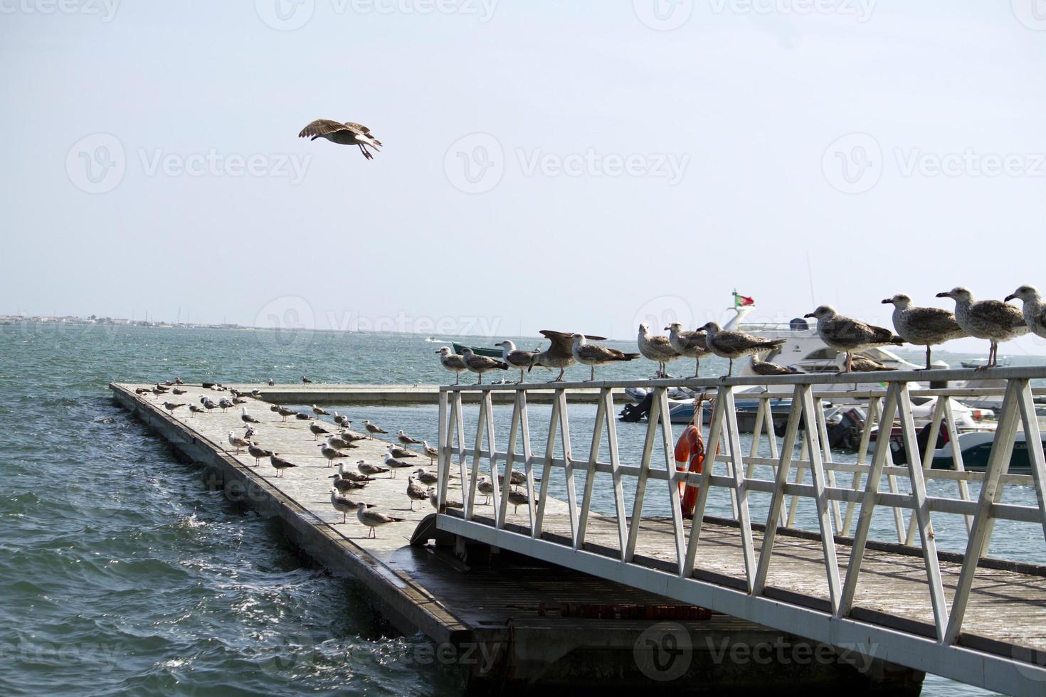 Group of seagulls on pier photo