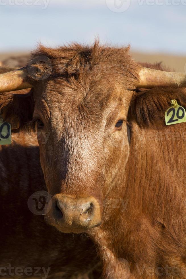 brown cows on arid land photo