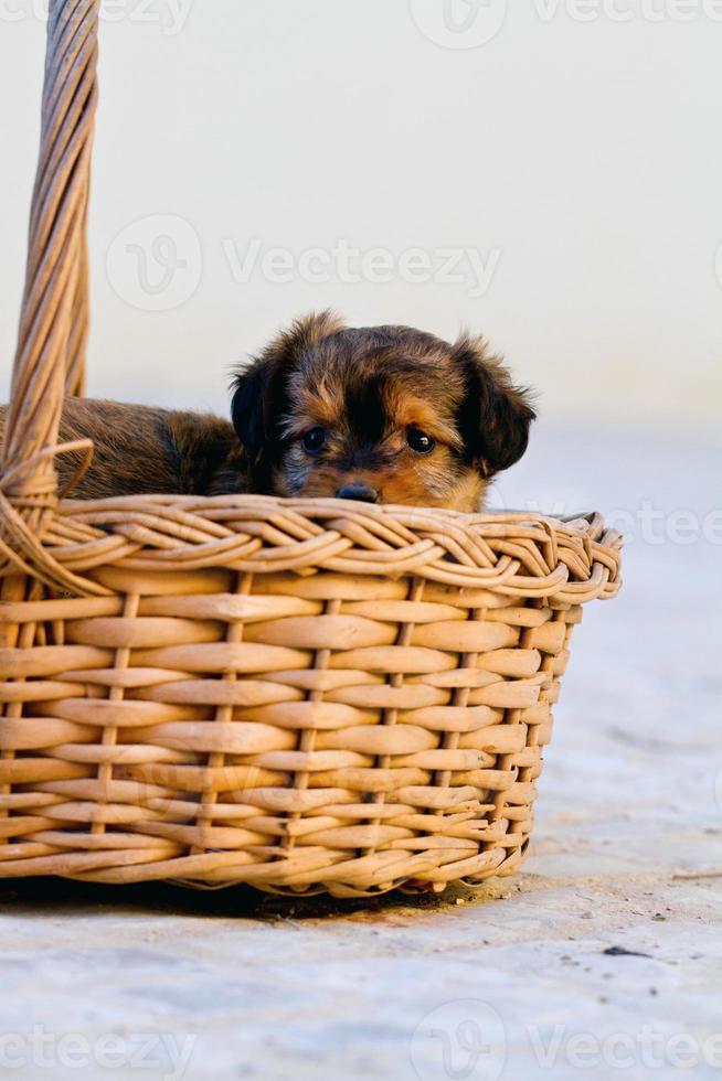 domestic dog inside a basket photo