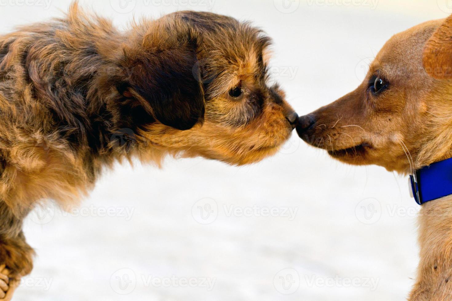 domestic dogs get to know each other photo