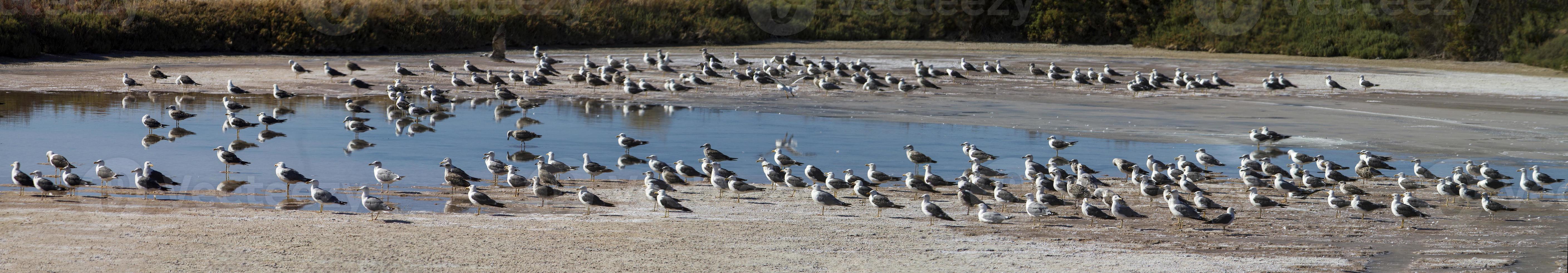 birds on the salt ponds photo