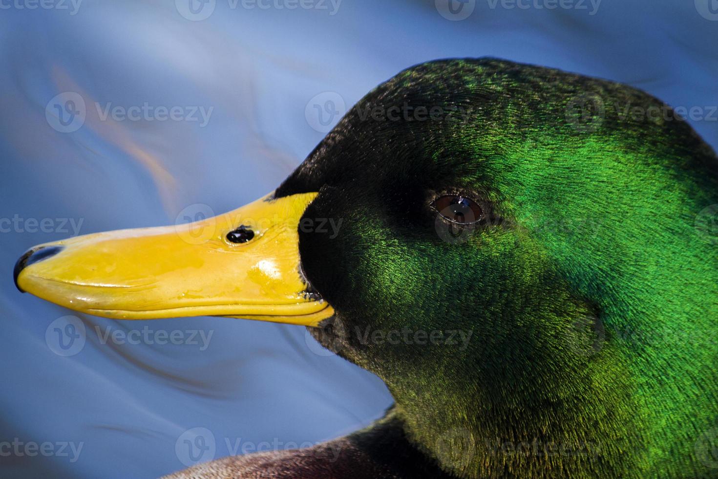 pato real en una piscina foto