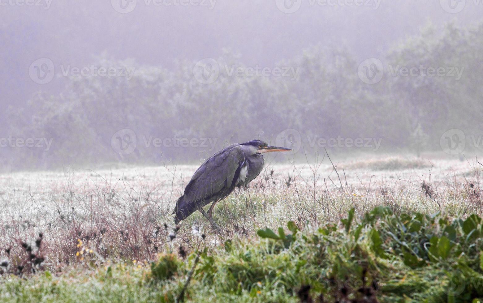 grey heron, Ardea cinerea photo