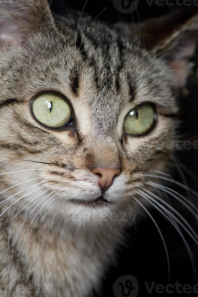 primer plano de gato doméstico foto