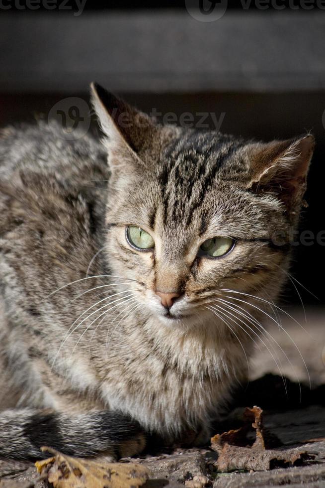 domestic cat closeup photo