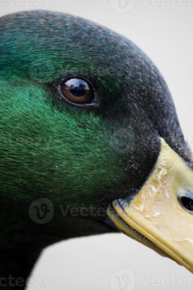 mallard duck closeup photo
