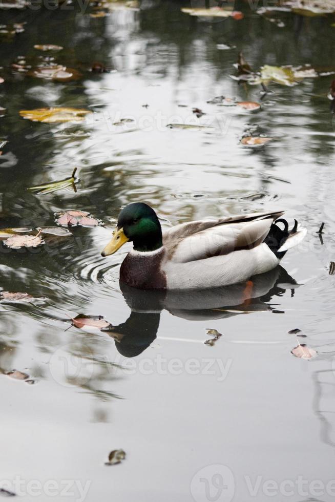 primer plano de pato real foto