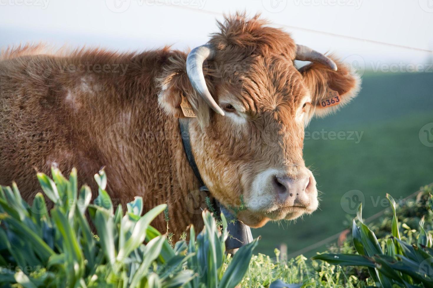 brown cow closeup photo