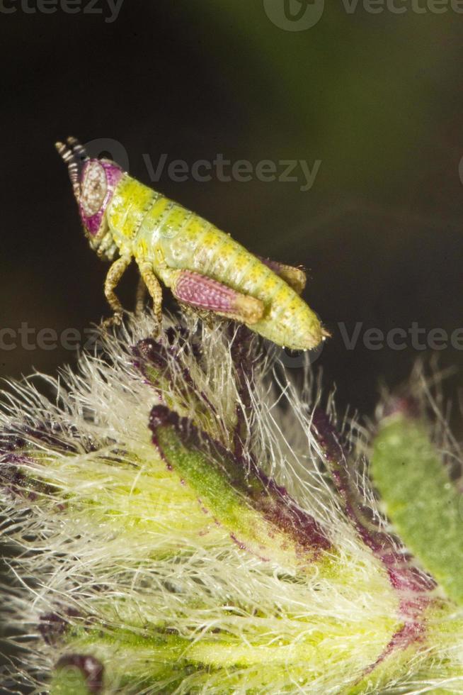 pequeño saltamontes verde foto