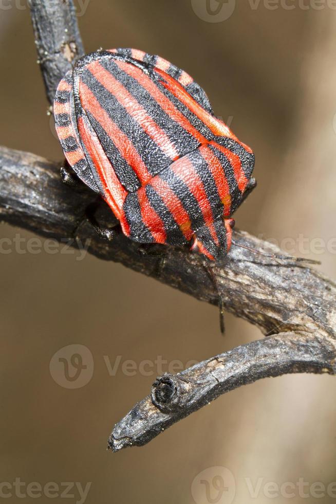 error de graphosoma lineatum foto