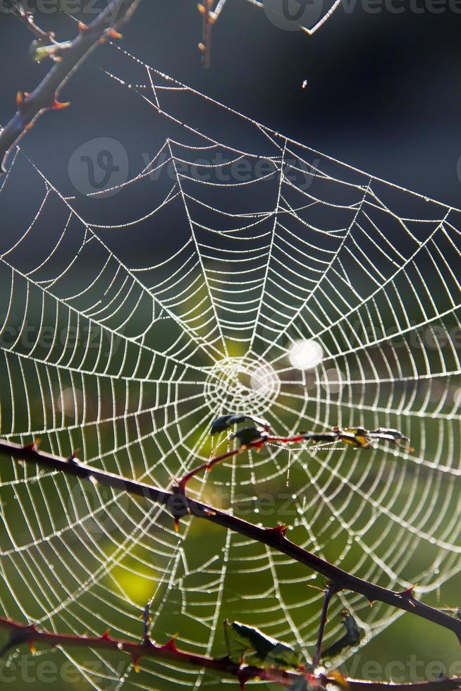 telaraña en la mañana foto