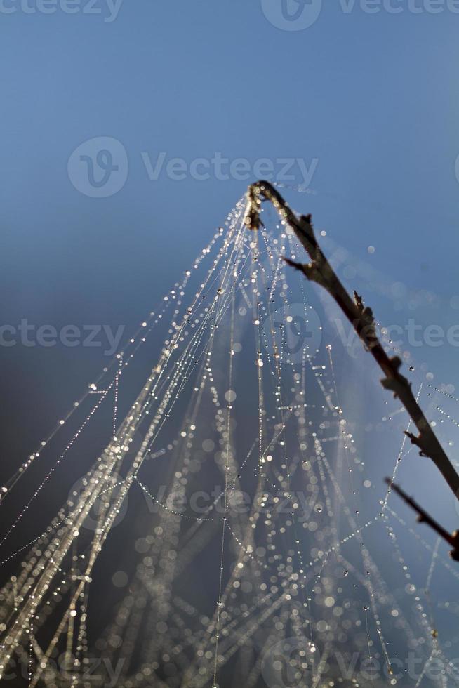 spider web on the morning photo