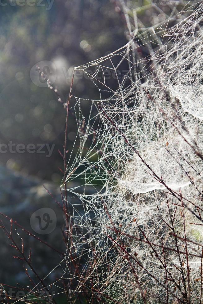 spider web on the morning photo