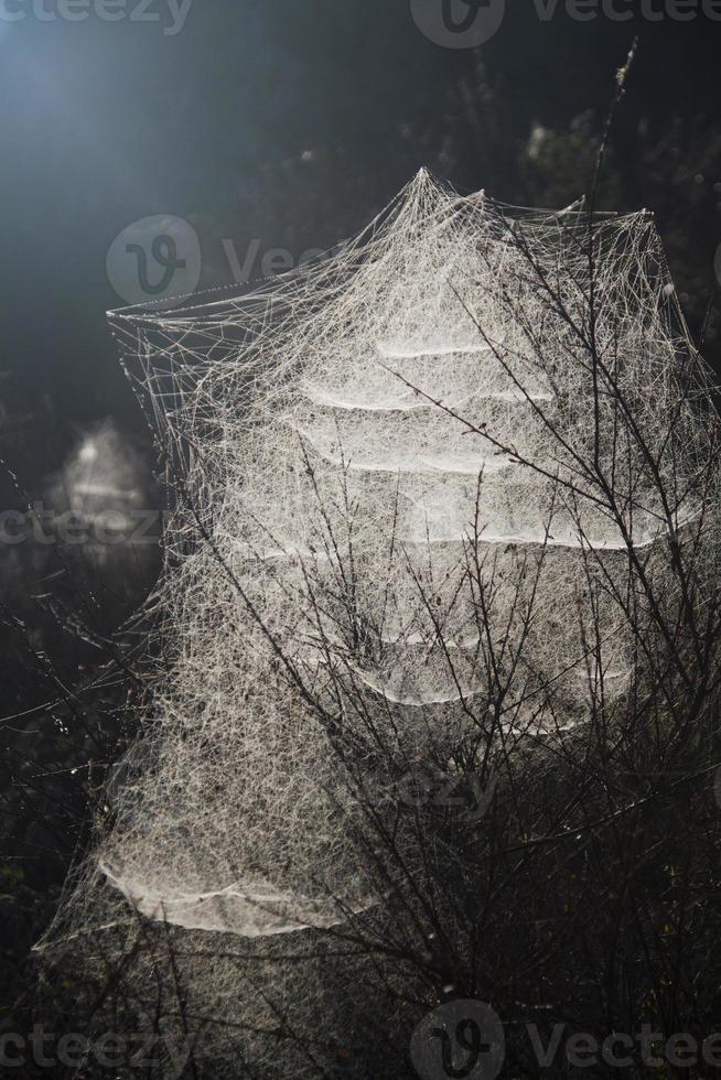 spider web on the morning photo