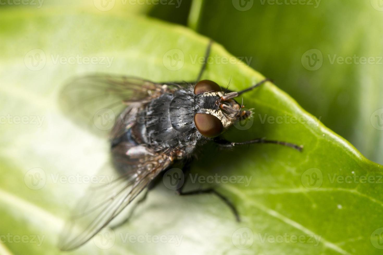 insecto mosca común foto