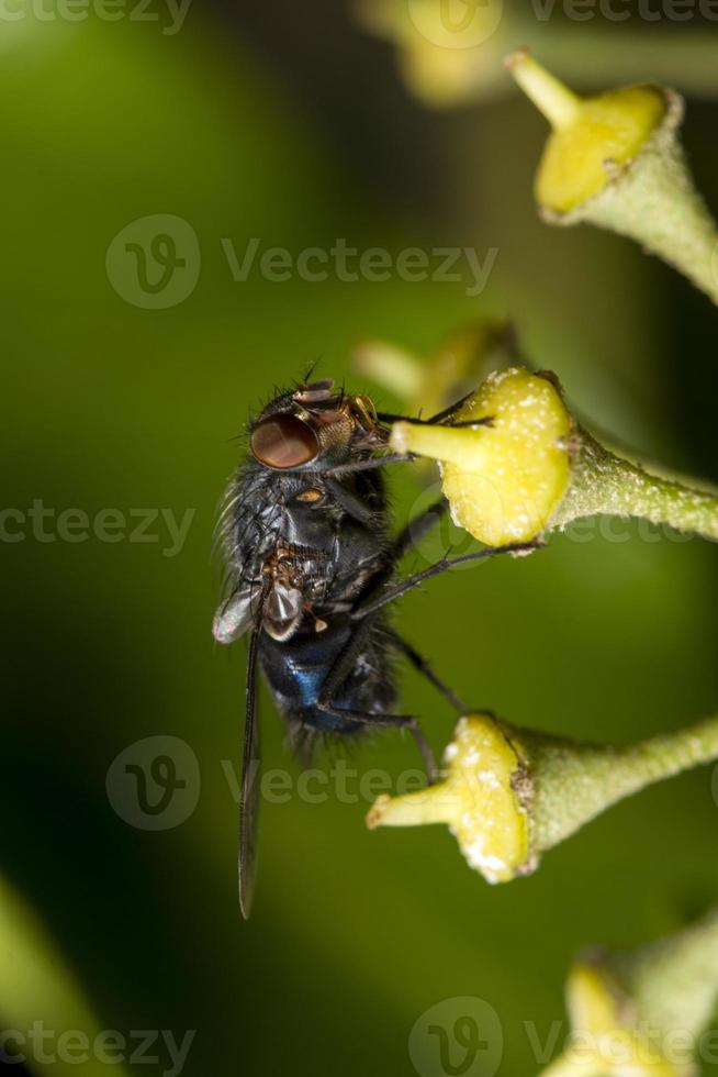 insecto mosca común foto