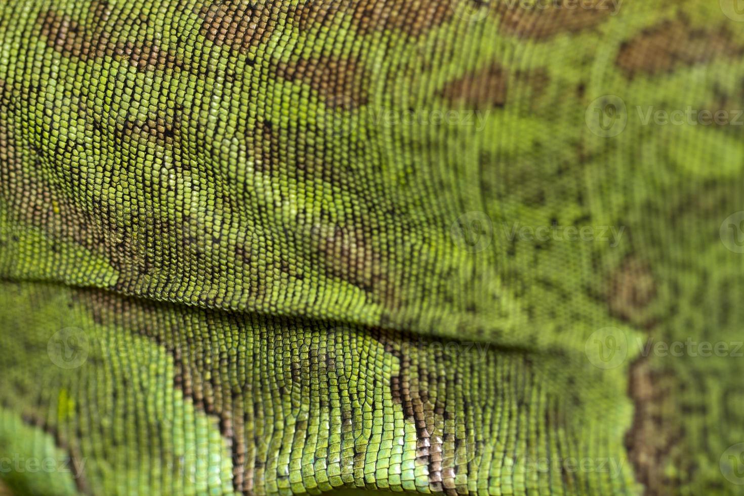 iguana lizard skin photo