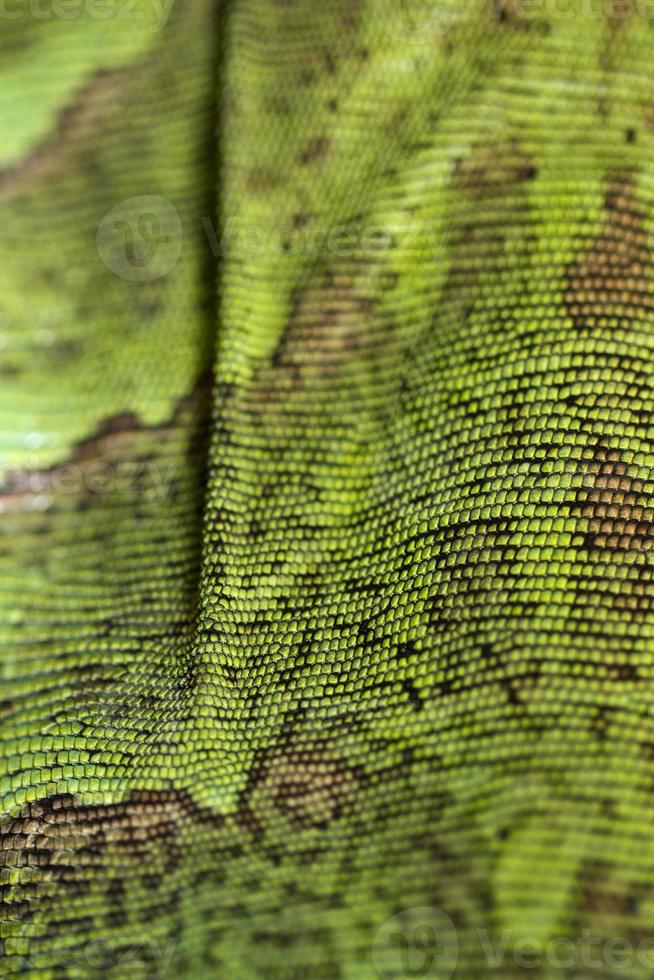 textura de piel de lagarto iguana foto