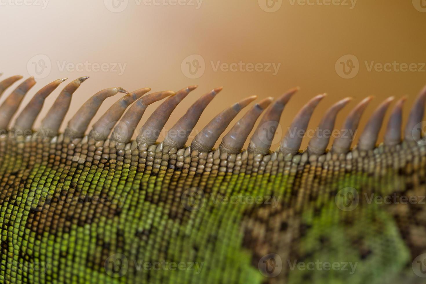 iguana spiked back photo