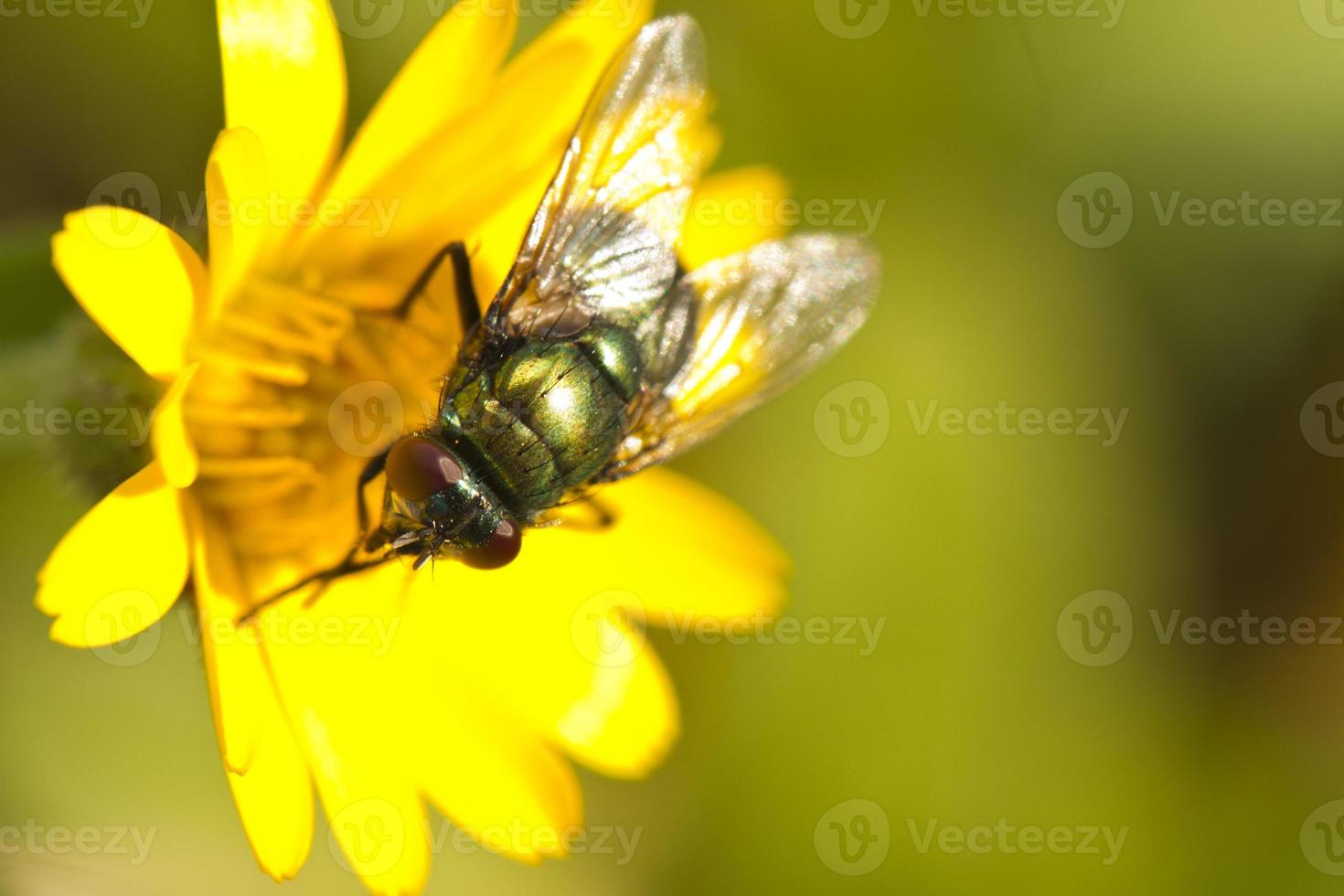 green metallic bottle fly photo