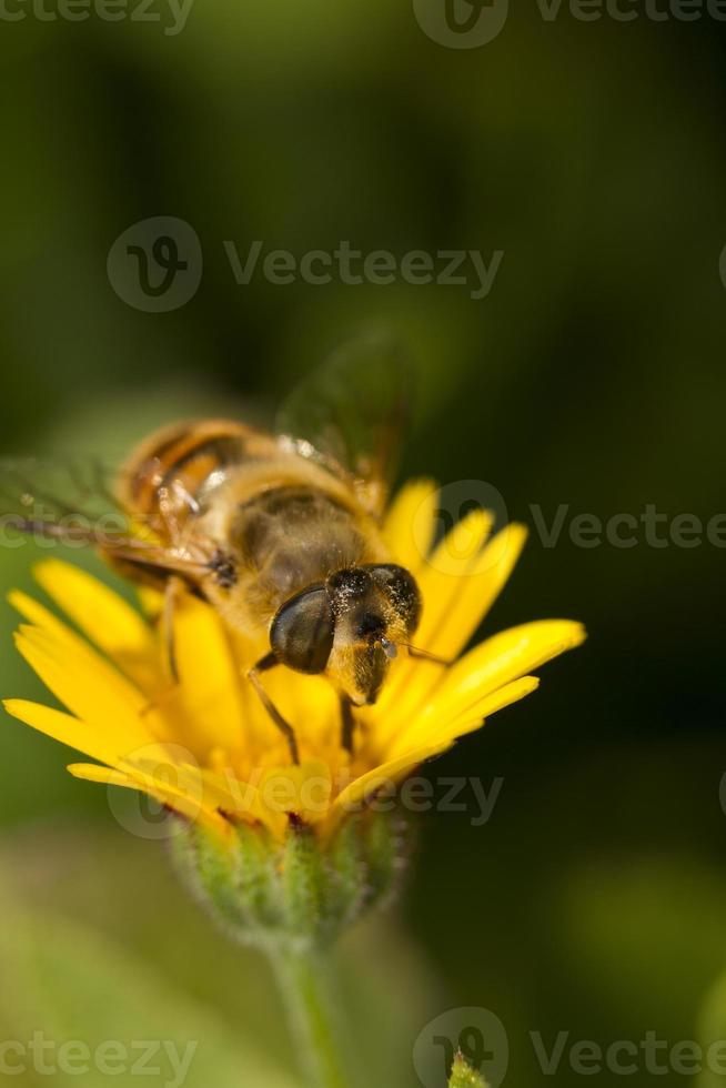 worker bee pollinizing photo