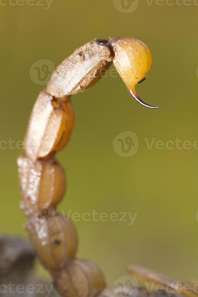 cola de picadura de escorpión buthus foto