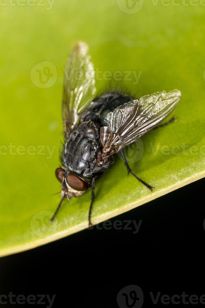 fly on top of leaf photo