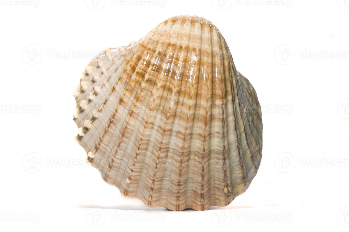 half scallop shell photo