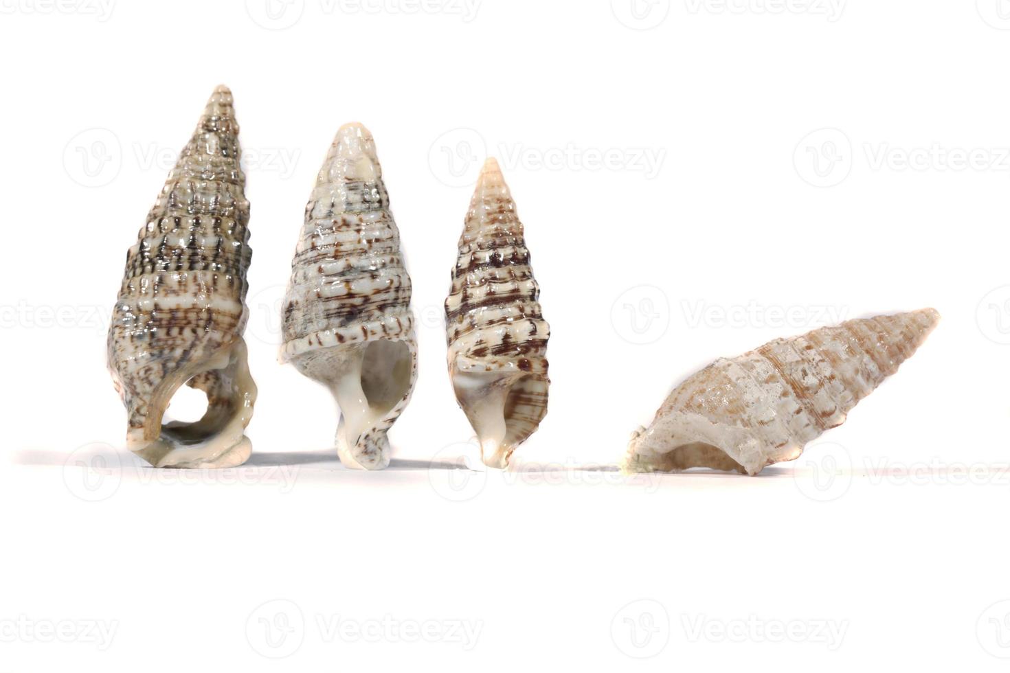 grupo de conchas marinas foto