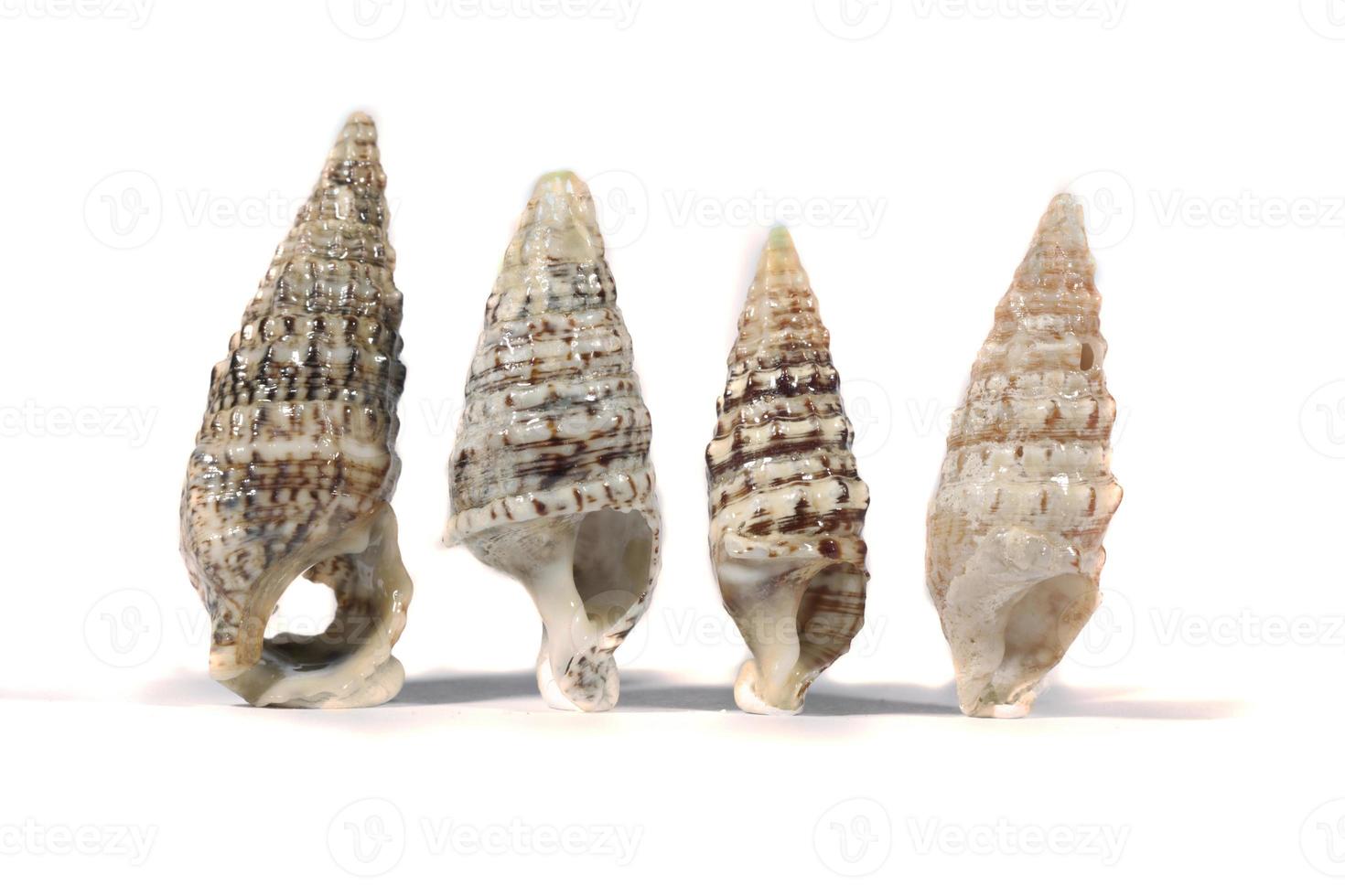 group of seashells photo