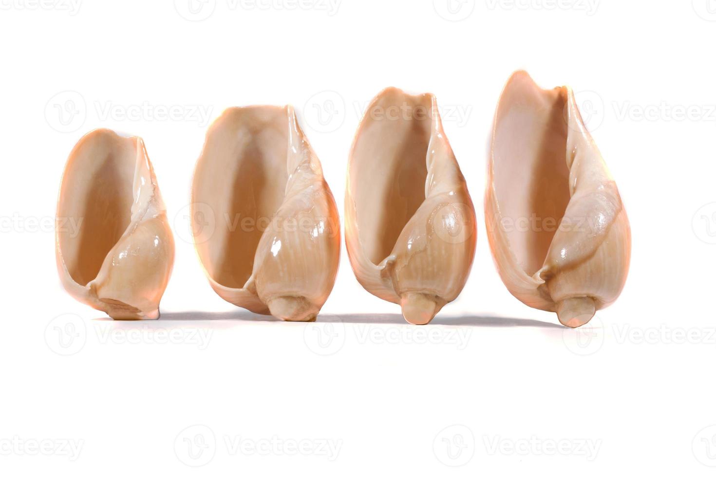 group of seashells photo