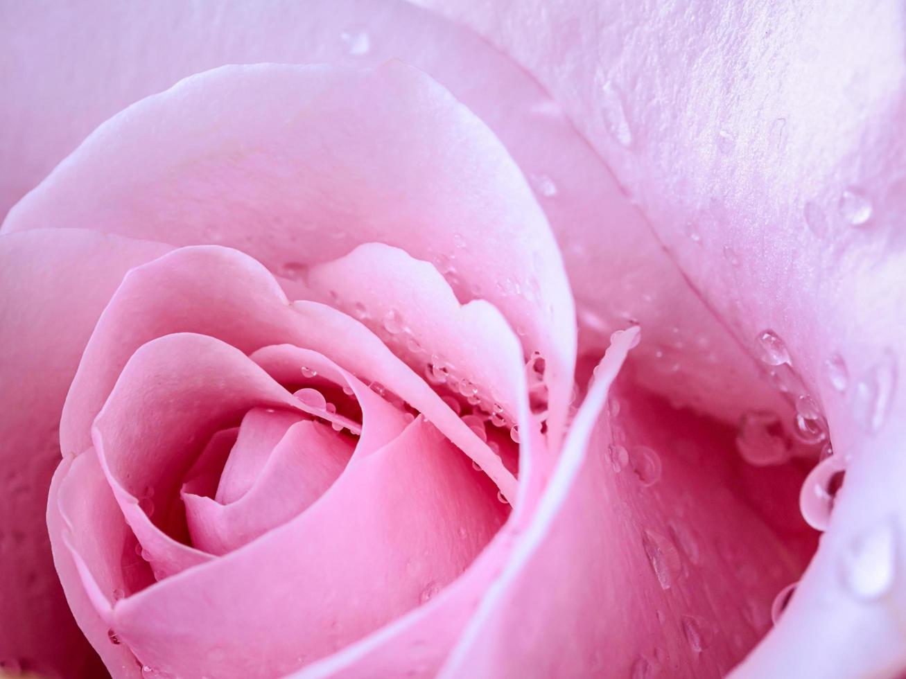 Pink rose petals for background photo