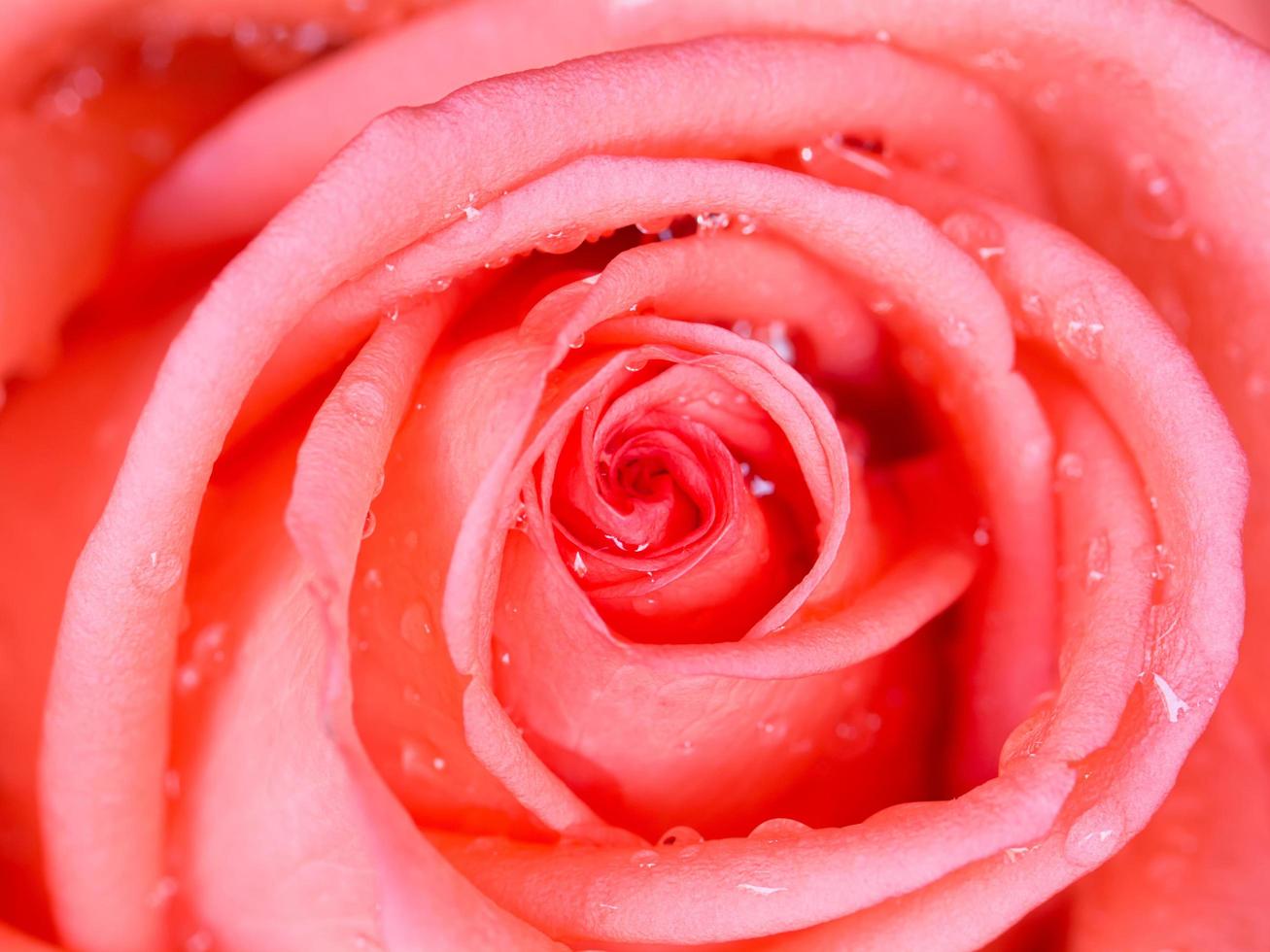 Pink rose petals for background photo