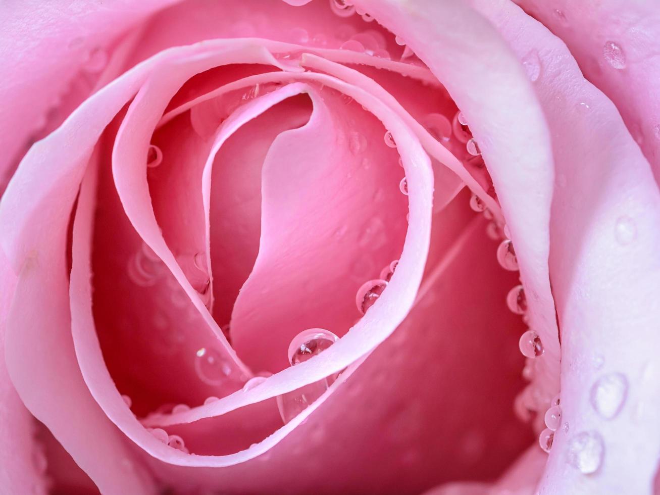 Pink rose petals for background photo